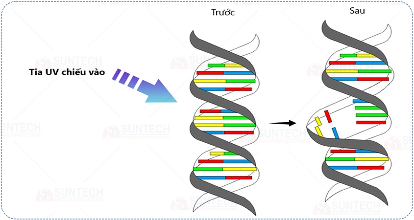 Cơ chế diệt khuẩn của đèn UV
